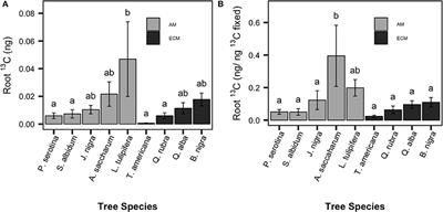 Relationship Between Belowground Carbon Allocation and Nitrogen Uptake in Saplings Varies by Plant Mycorrhizal Type